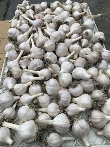 大蒜 產品圖片（產品編號 531706）