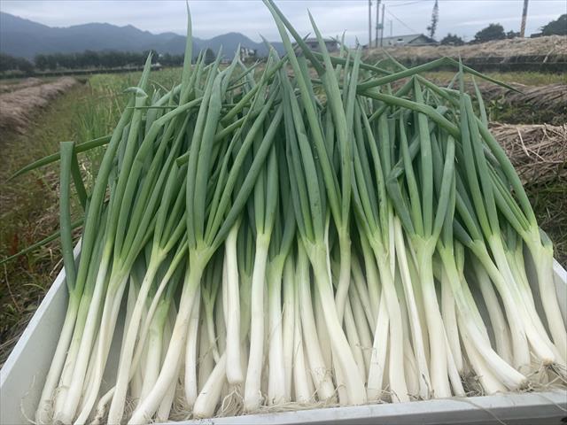 蔥 產品圖片（圖片編號 726299）