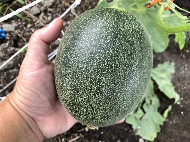 洋香瓜(哈蜜瓜) 產品圖片（圖片編號 726306）