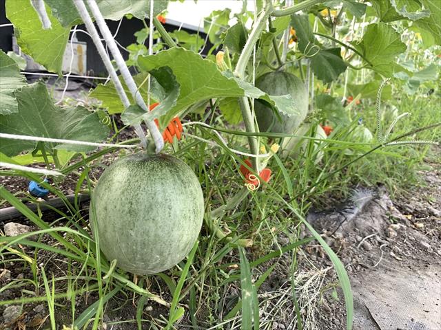 洋香瓜(哈蜜瓜) 產品圖片（圖片編號 726307）