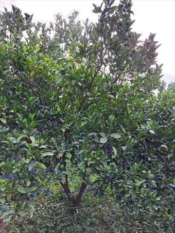 椪柑 產品圖片（圖片編號 726614）