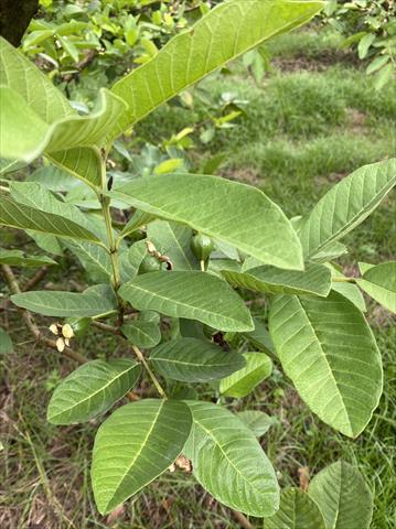 番石榴(芭樂) 產品圖片（圖片編號 726626）