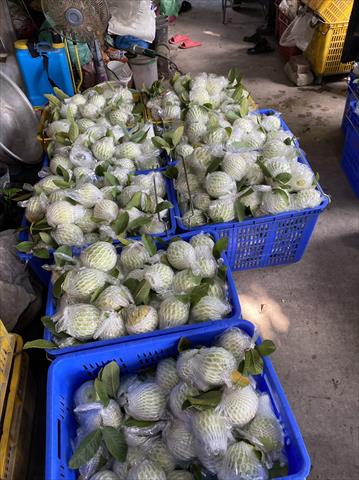 番石榴(芭樂) 產品圖片（產品編號 531844）