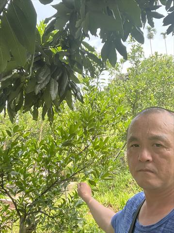 椪柑 產品圖片（圖片編號 726635）