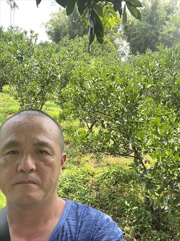 椪柑 產品圖片（圖片編號 726636）