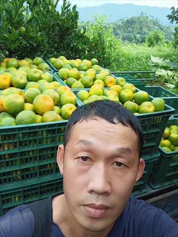 椪柑 產品圖片（產品編號 531850）