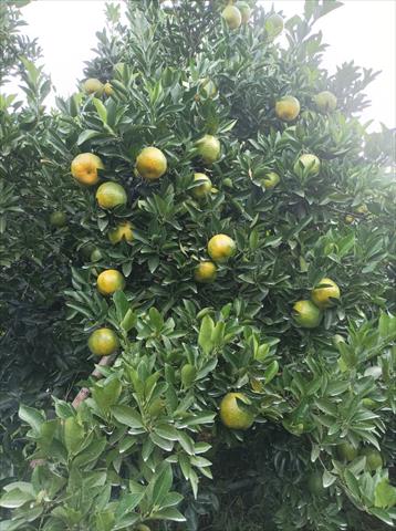 椪柑 產品圖片（圖片編號 726640）