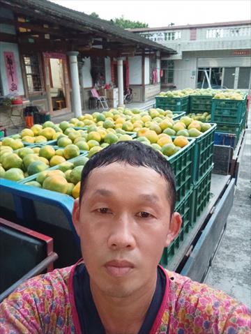 椪柑 產品圖片（圖片編號 726641）