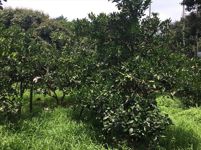 柳橙 產品圖片（圖片編號 726647）