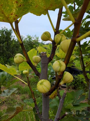 無花果(美蓉果) 產品圖片（圖片編號 726653）