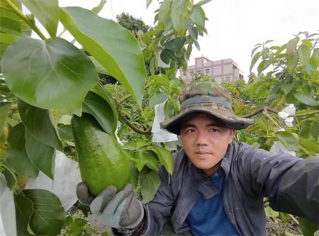 酪梨 產品圖片（圖片編號 726654）