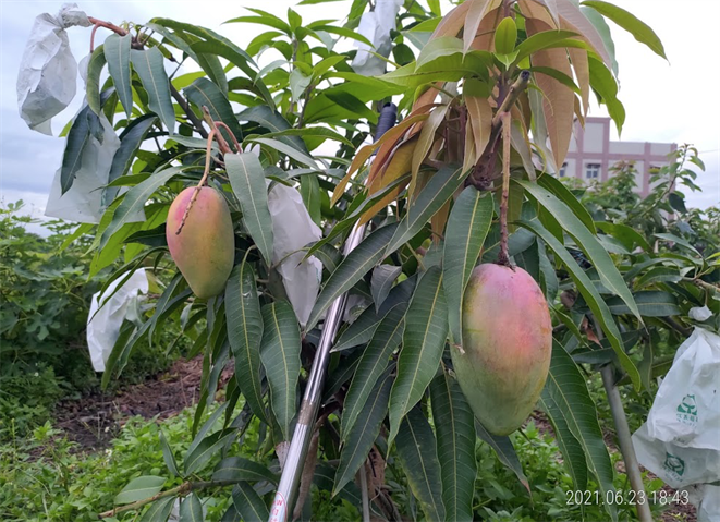 芒果 產品圖片（圖片編號 726658）
