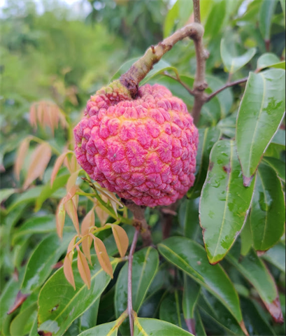 荔枝 產品圖片（圖片編號 726660）