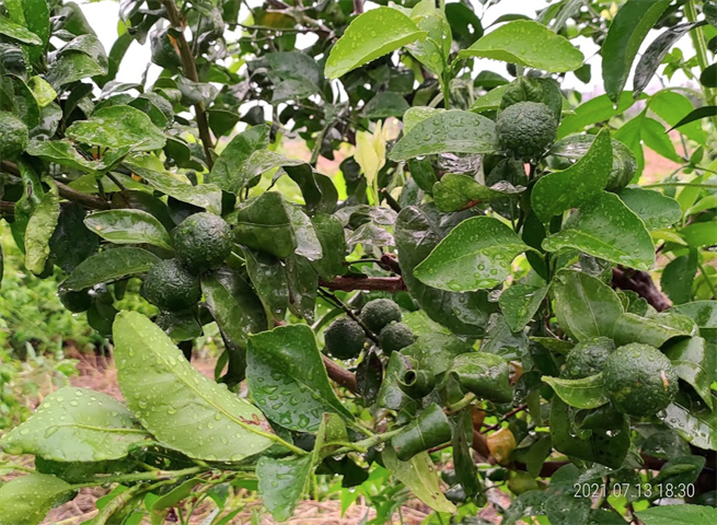 砂糖橘 產品圖片（圖片編號 726663）