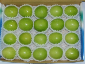 棗 產品圖片（產品編號 531880）