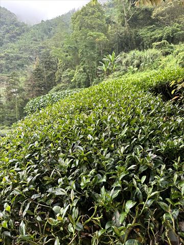 茶製品-茶 產品圖片（產品編號 532008）
