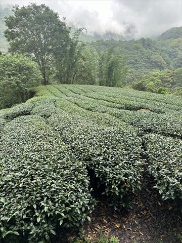 茶製品-茶 產品圖片（圖片編號 726924）
