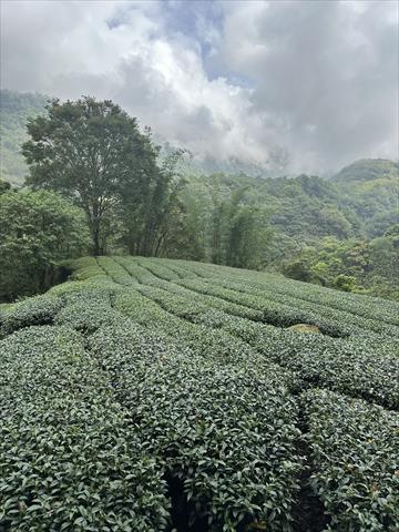 茶製品-茶 產品圖片（圖片編號 726925）