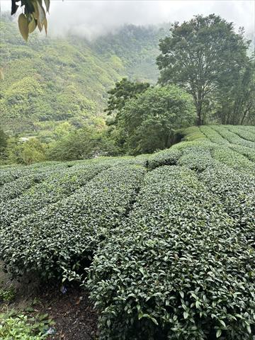 茶製品-茶 產品圖片（圖片編號 726926）