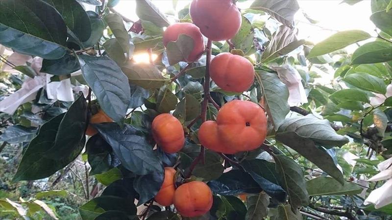 柿子 產品圖片（圖片編號 727015）