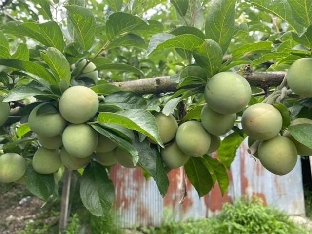 李 產品圖片（圖片編號 727022）