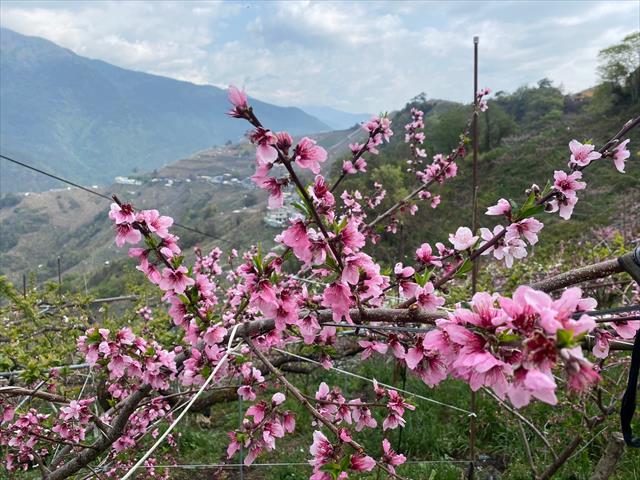 桃 產品圖片（產品編號 522848）