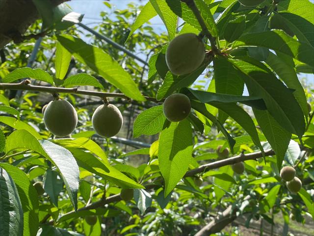 桃 產品圖片（圖片編號 727027）