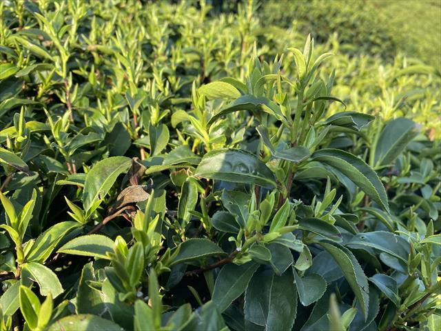 茶製品-茶 產品圖片（圖片編號 727033）