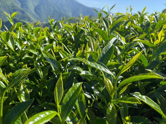 茶製品-茶 產品圖片（圖片編號 727034）
