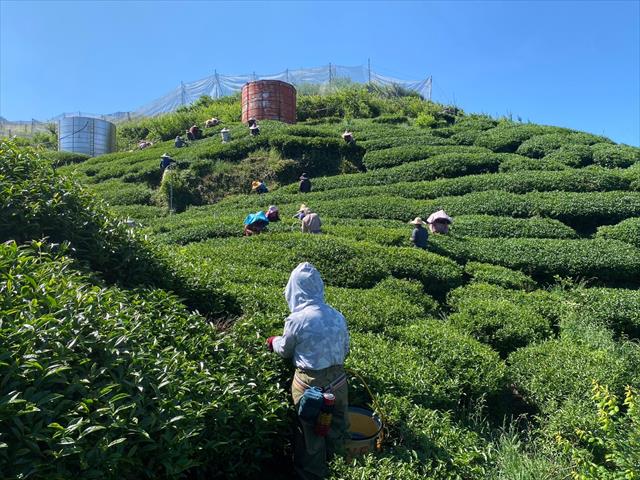 茶製品-茶 產品圖片（圖片編號 727035）