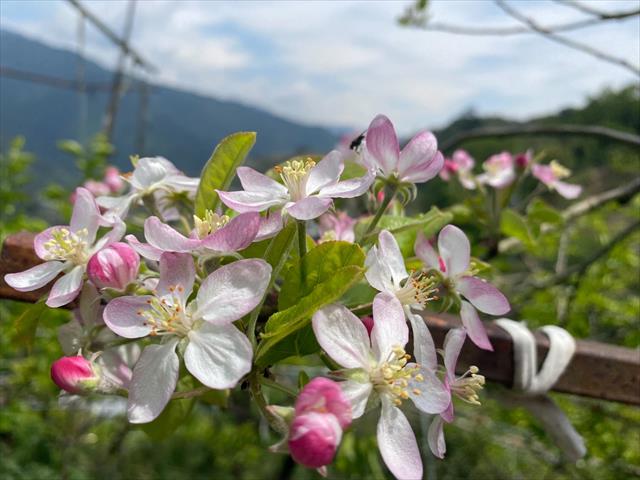 蘋果 產品圖片（產品編號 522846）