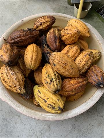 香蕉 產品圖片（圖片編號 727264）
