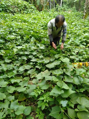 龍鬚菜(隼人瓜苗、梨瓜苗) 產品圖片（圖片編號 727385）