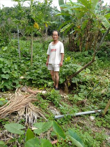 龍鬚菜(隼人瓜苗、梨瓜苗) 產品圖片（圖片編號 727386）