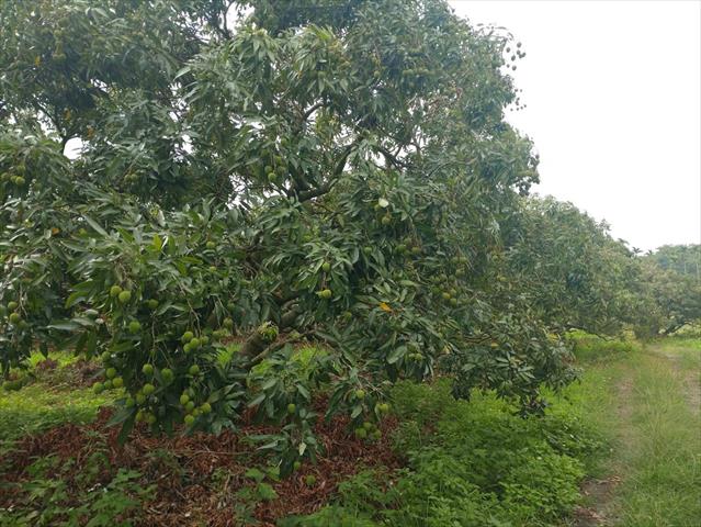 荔枝 產品圖片（圖片編號 727390）