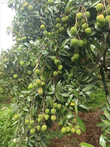 荔枝 產品圖片（圖片編號 727391）