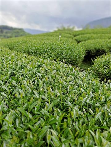 茶製品-茶 產品圖片（產品編號 532218）