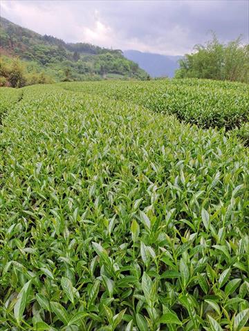 茶製品-茶 產品圖片（圖片編號 727401）