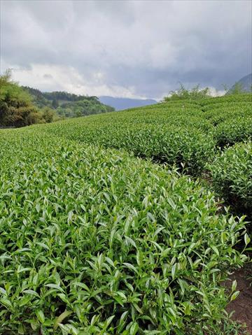 茶製品-茶 產品圖片（圖片編號 727402）