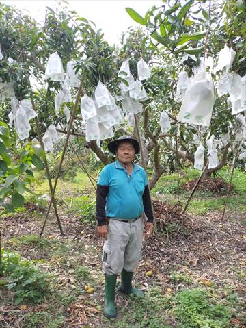 芒果 產品圖片（圖片編號 727405）