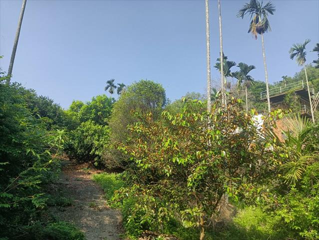 黃金果(黃晶果,加蜜蛋黃果,蜜蛋黃果) 產品圖片（圖片編號 727503）