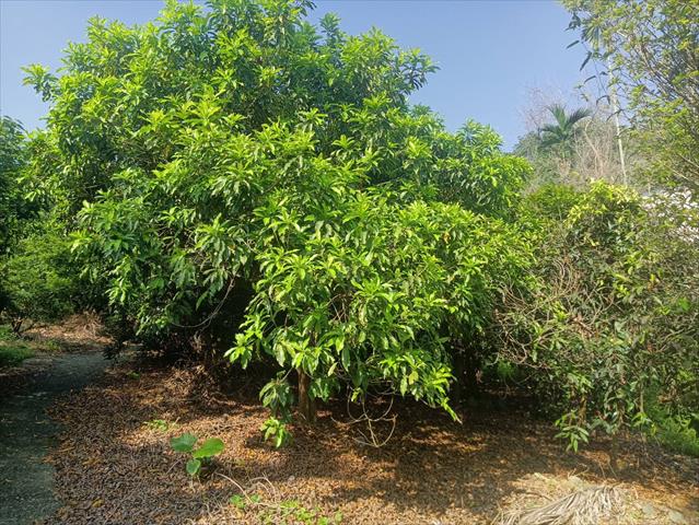 黃金果(黃晶果,加蜜蛋黃果,蜜蛋黃果) 產品圖片（產品編號 532444）