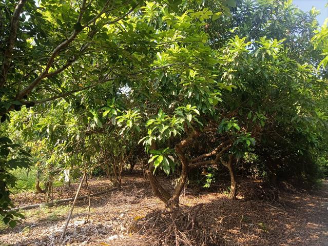 黃金果(黃晶果,加蜜蛋黃果,蜜蛋黃果) 產品圖片（圖片編號 727505）