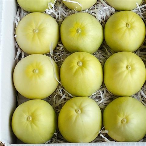 香瓜(美濃瓜) 產品圖片（產品編號 532452）