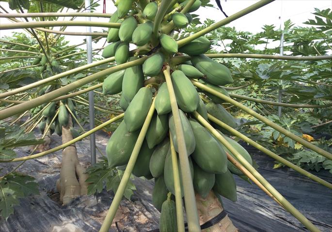 木瓜 產品圖片（產品編號 532461）