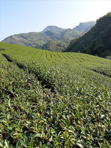 茶製品-茶 產品圖片（圖片編號 727821）