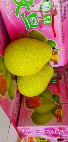 產品圖片