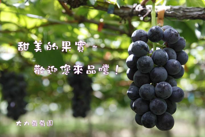 葡萄 產品圖片（產品編號 533489）