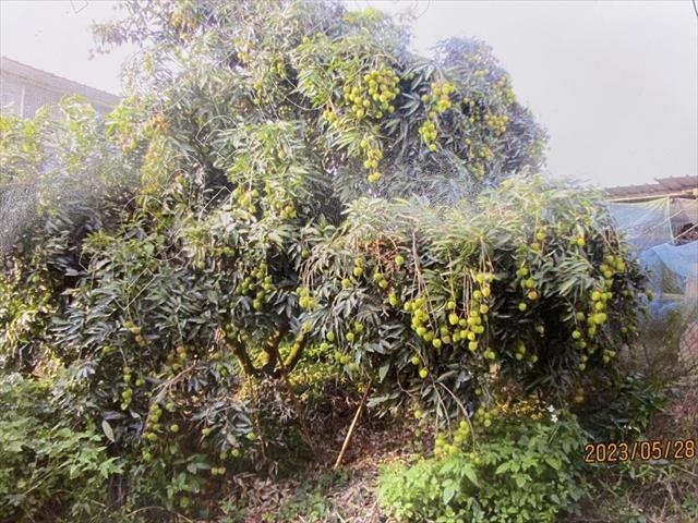 荔枝 產品圖片（圖片編號 729304）