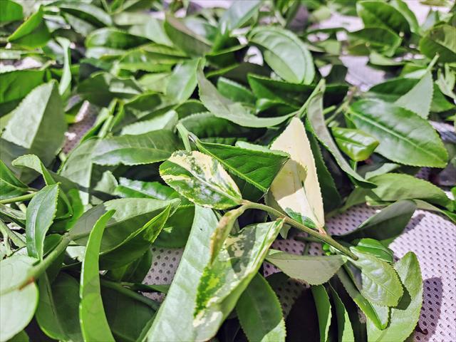 茶製品-茶 產品圖片（圖片編號 729388）